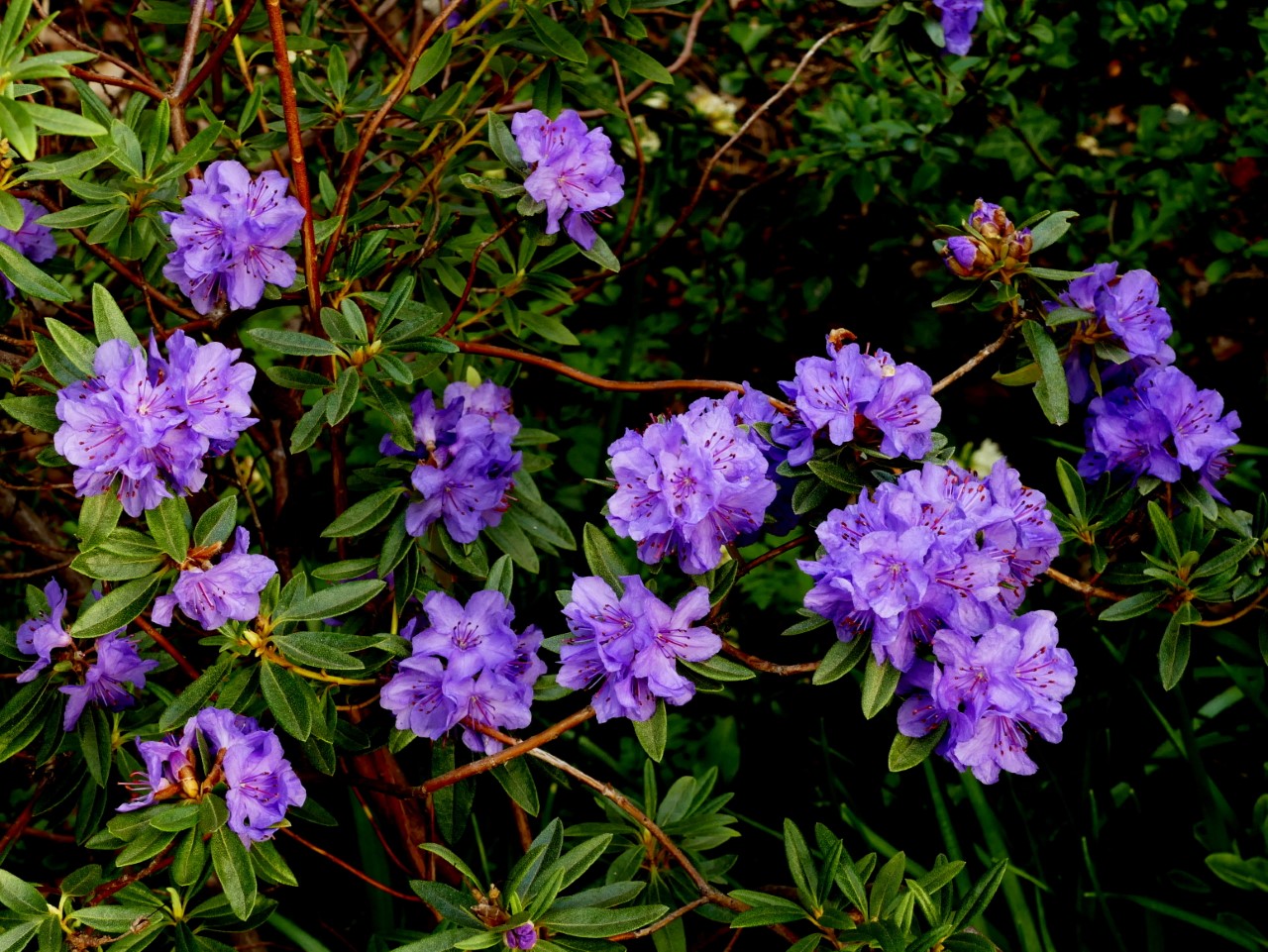 R. hippophaeoides 'Haba Shan' AGM